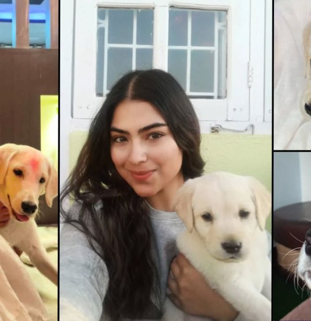 anushma dhungel Offline Thinker Laika